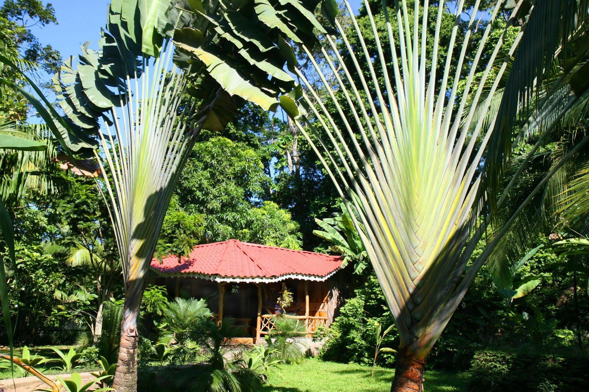 Hotel La Costa De Papito Puerto Viejo de Talamanca Ngoại thất bức ảnh